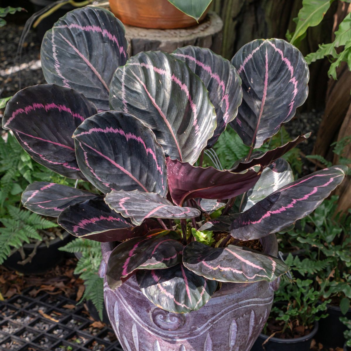 Beautiful Calathea Roseopicta growing in a purple pot.