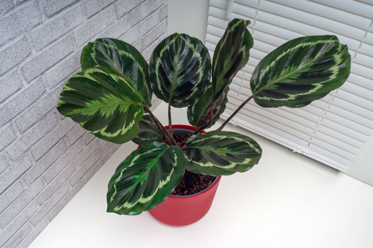 Beautiful Calathea Roseopicta growing in a red pot.