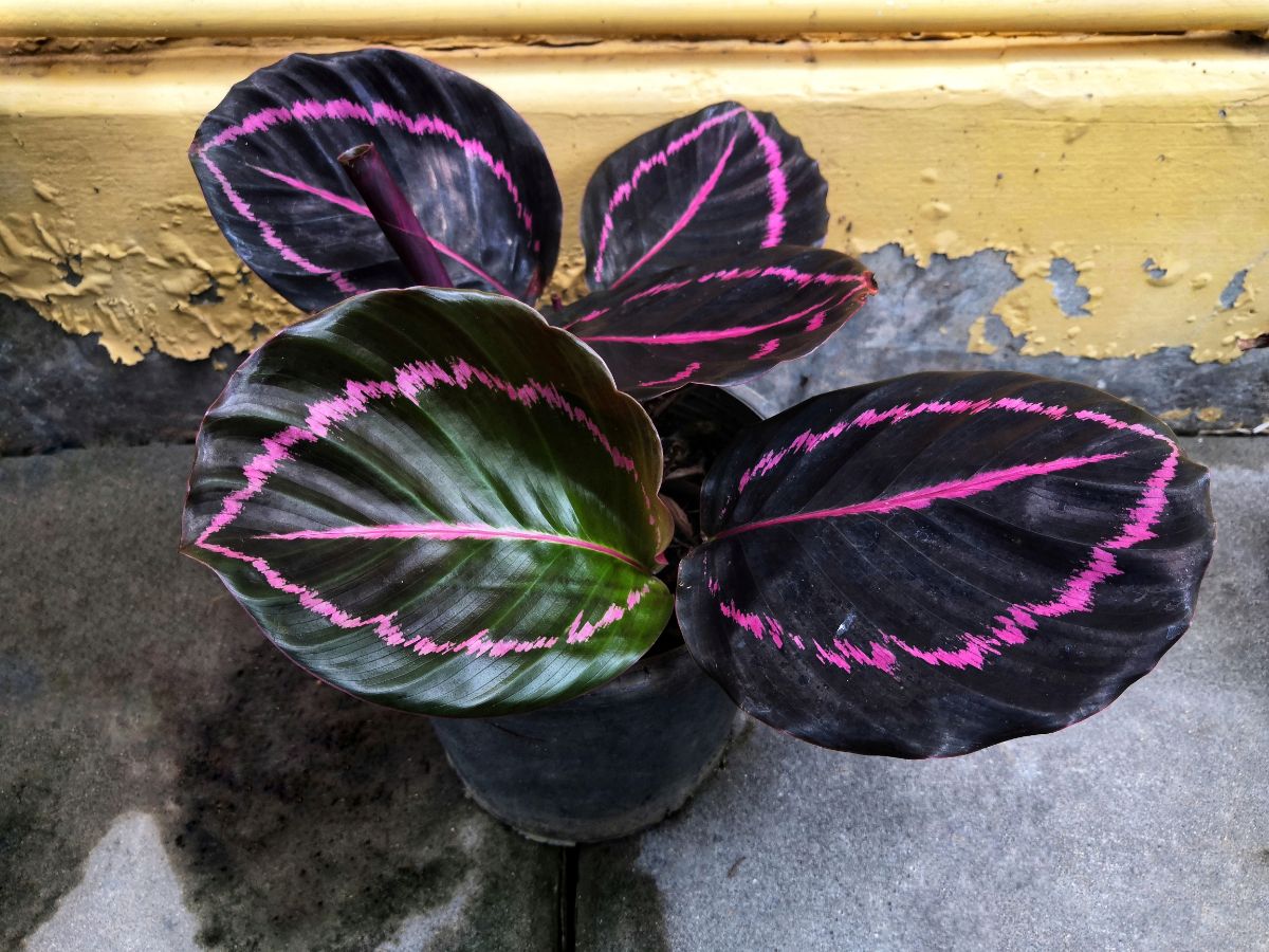 Beautiful Calathea Roseopicta with pink-green leaves growing in a pot.