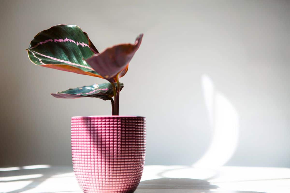 Young Calathea Roseopicta growing in a red pot on a sunny day.