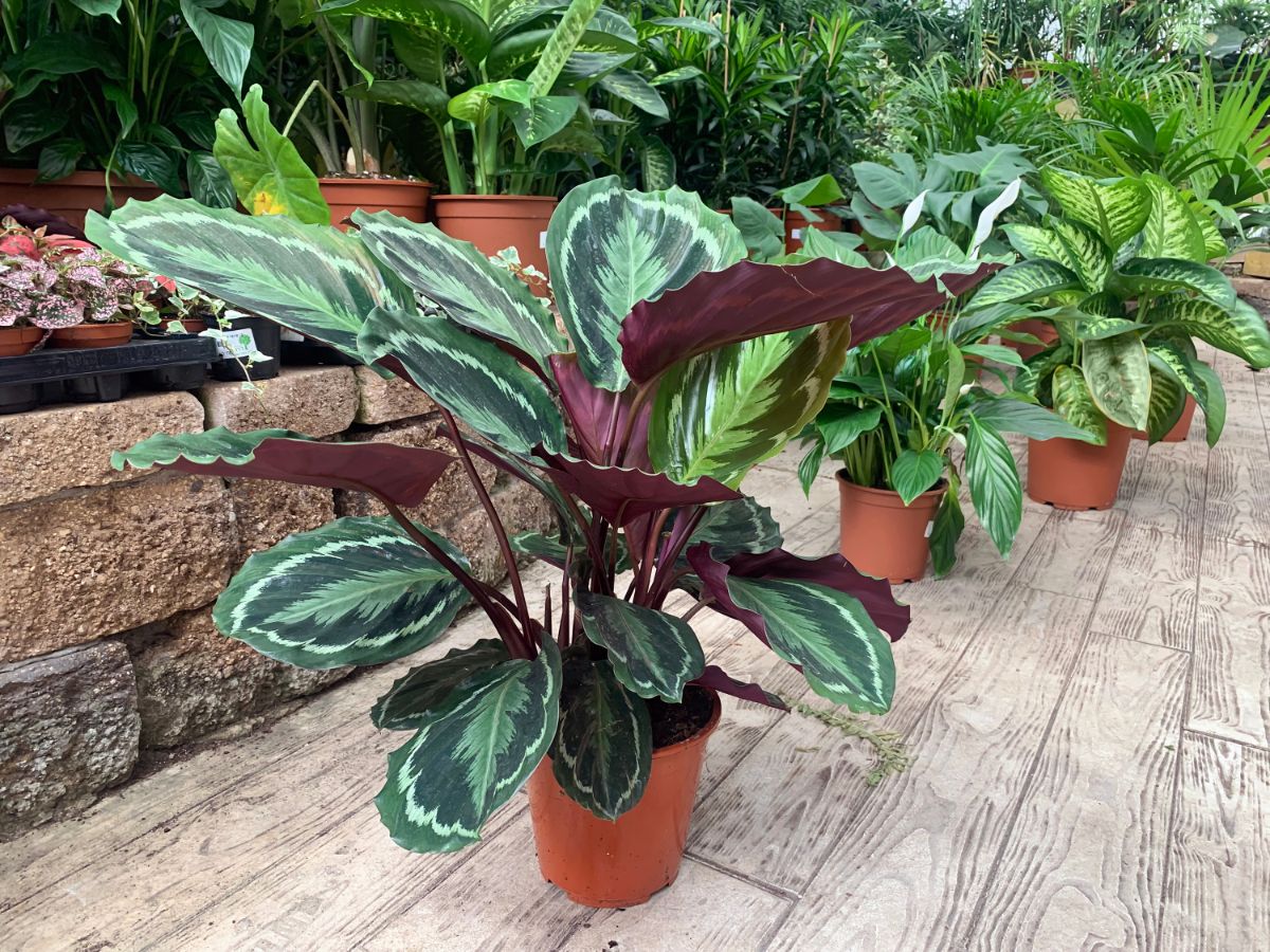 Big beautiful Calathea Roseopicta growing in a brown pot.