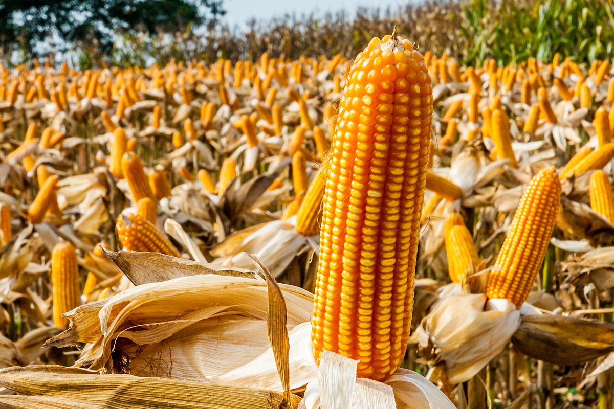 A close-up of a ripe corn cob on a plant on a field.