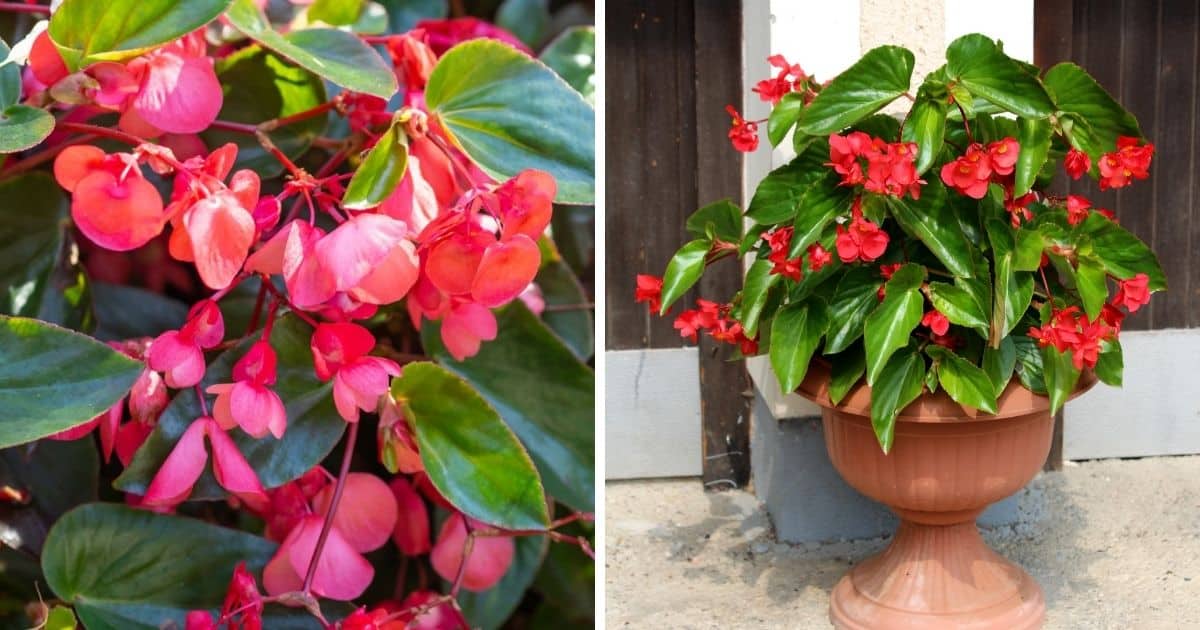 Dragon Wing Begonia Growing Guide