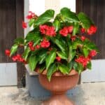 Beautiful red blooming dragon wing begonia in a pot.