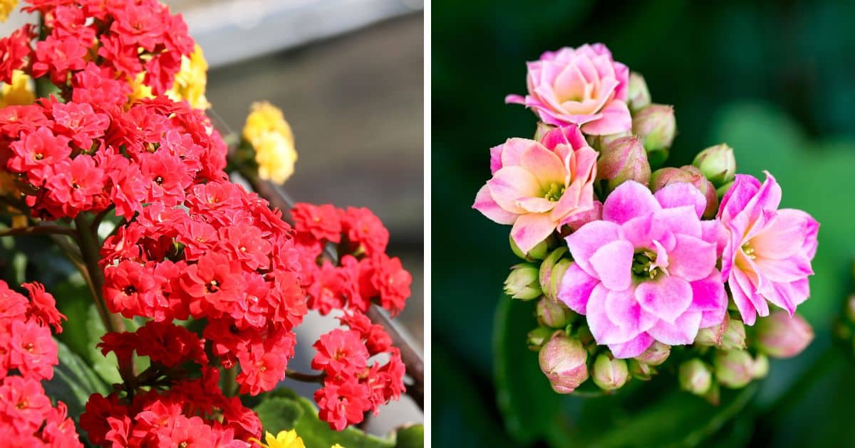 Flaming Katy Growing Guide (Florist Kalanchoe)