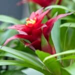 A close-up of red blooming flower of guzmania lingulata.