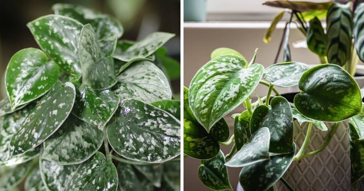 Detailed Satin Pothos Growing Guide