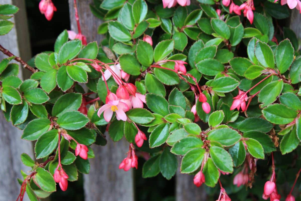 Beautiful pink blooming Dragon Wing Begonia.