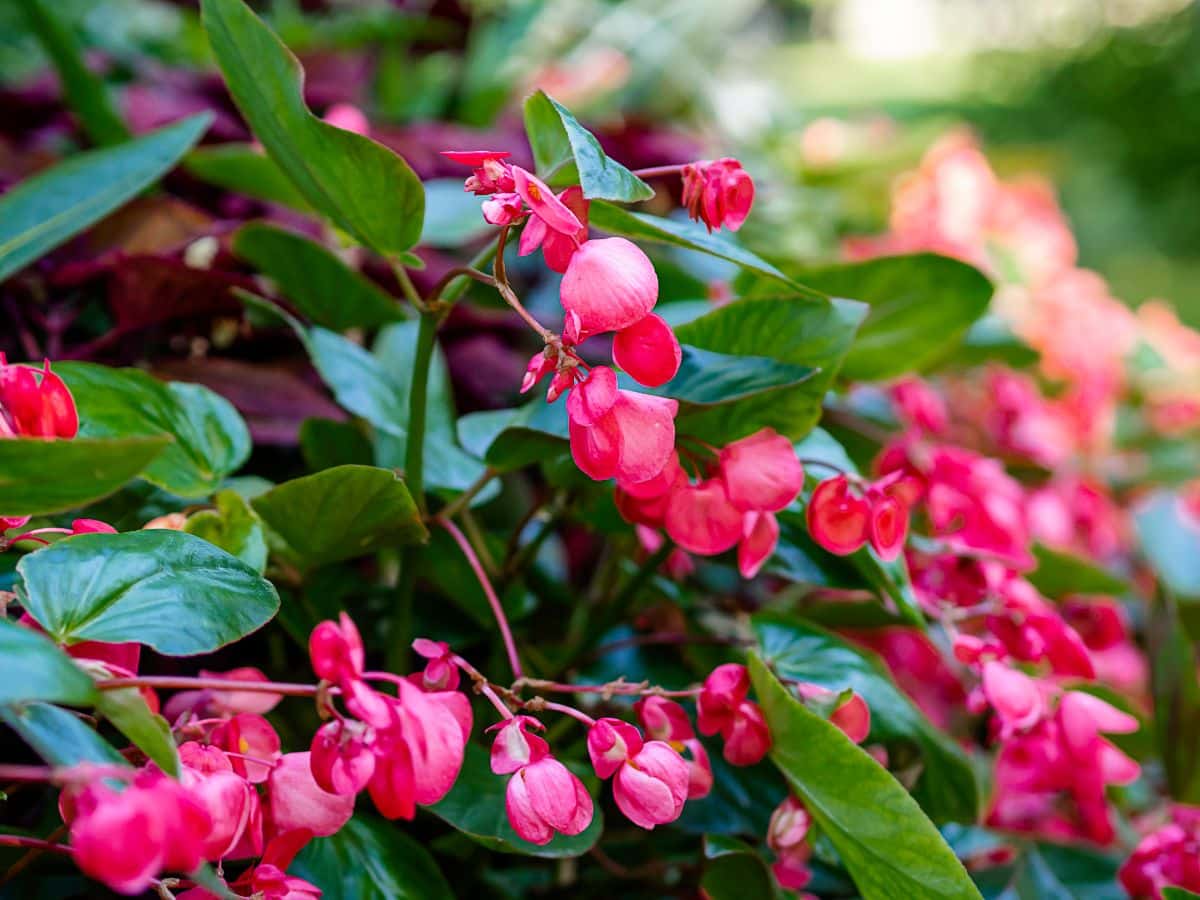 A close-up of pink blooming Dragon Wing Begonia.