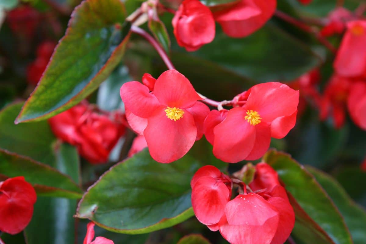 A close-up of red blooming Dragon Wing Begonia.