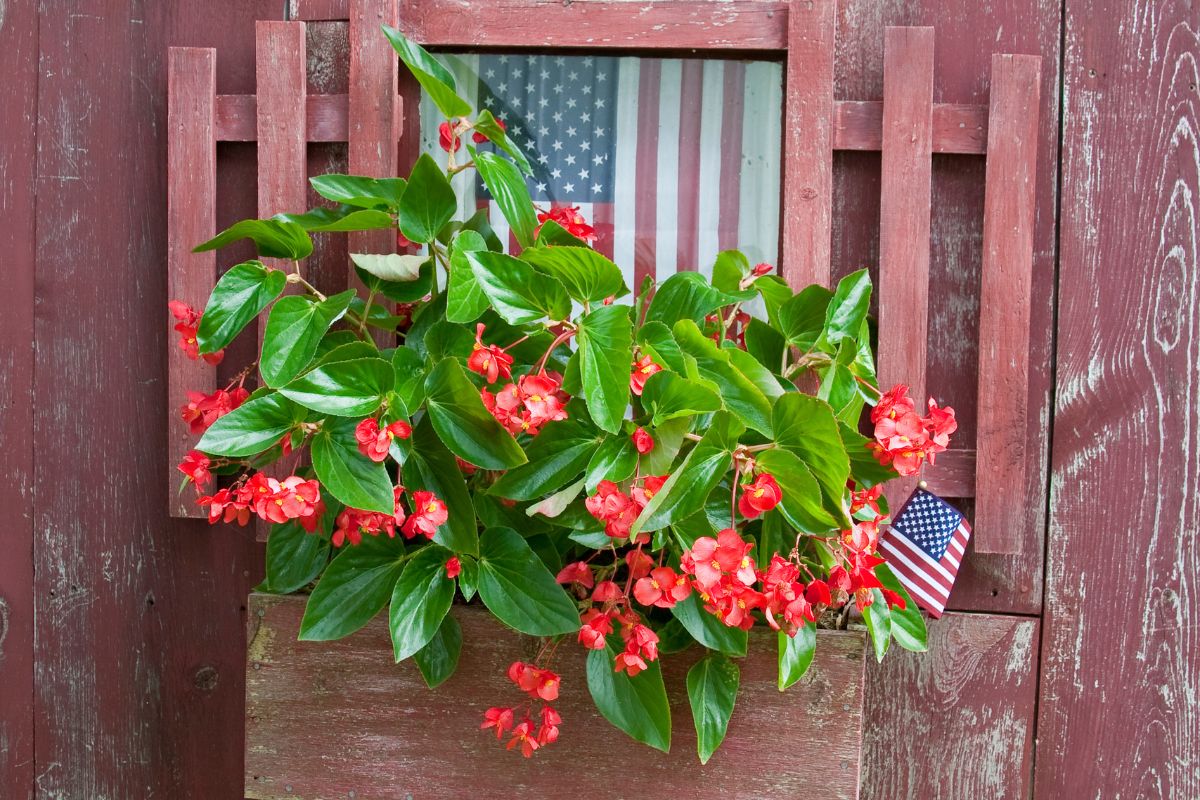 Beautiful red blooming Dragon Wing Begonia growing in a pot.