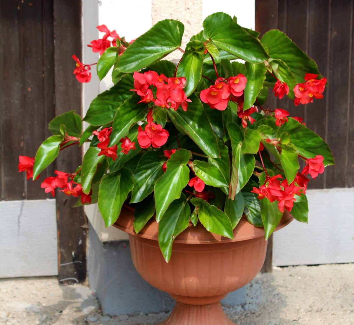 Beautiful red blooming Dragon Wing Begonia growing in a pot.