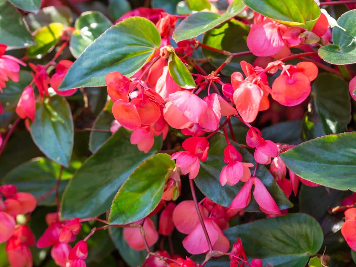 A close-up of red blooming Dragon Wing Begonia on a sunny day.