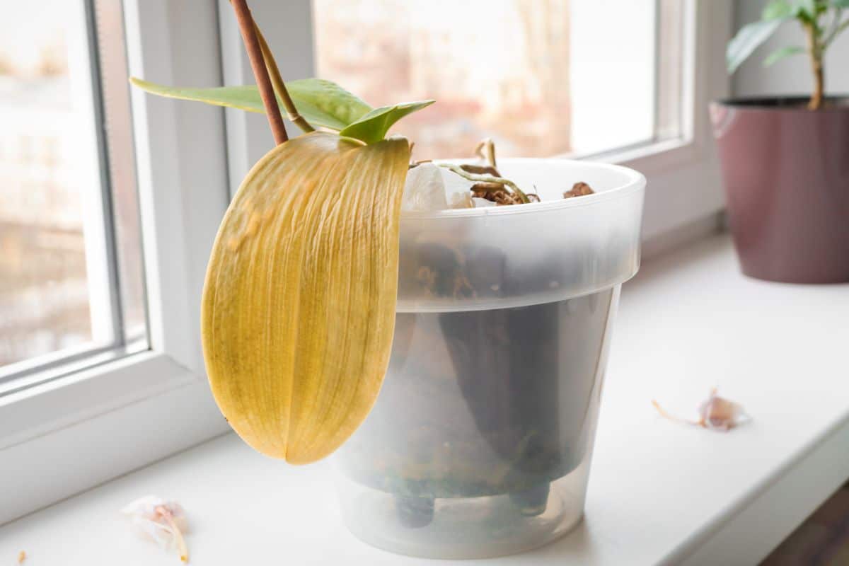 Orchid in a pot on a windowsill with old dry leaves.