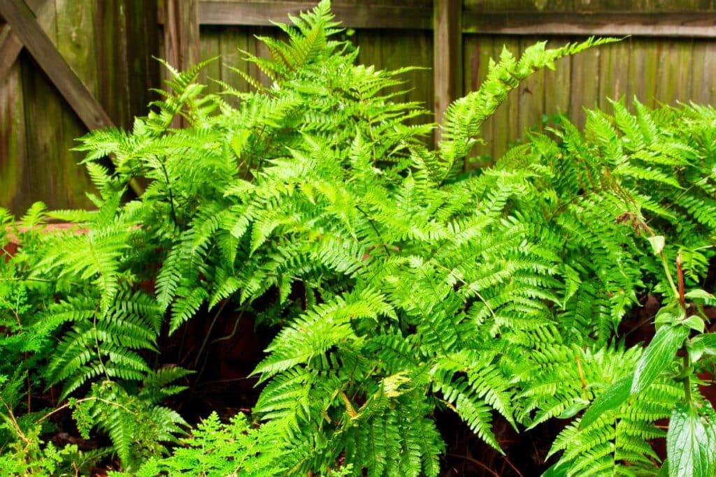 Best Way To Divide Ferns And Why You Should Do It