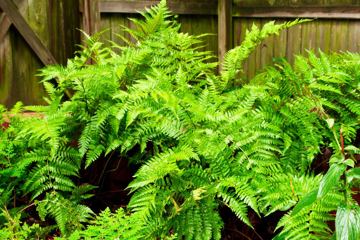 Big beautiful fern growing in a backyard garden.