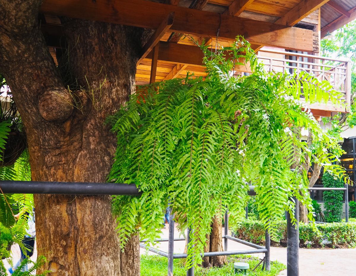 Beautiful fern growing in a pot near a tree.