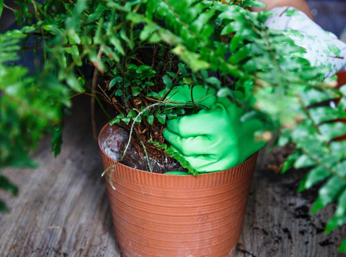 A gardener with green gloves pulling out fern from a pot.