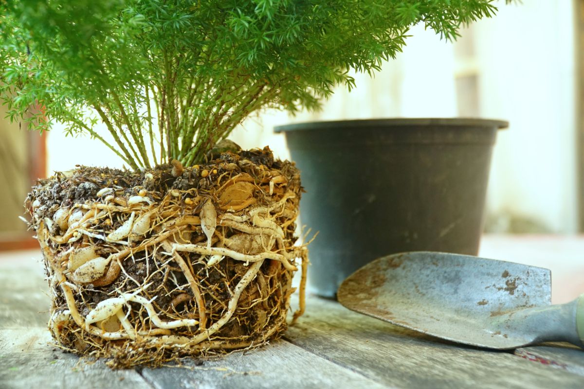 A close-up of a fern plant with bare roots on a wooden table with a pot and a gardening shovel.