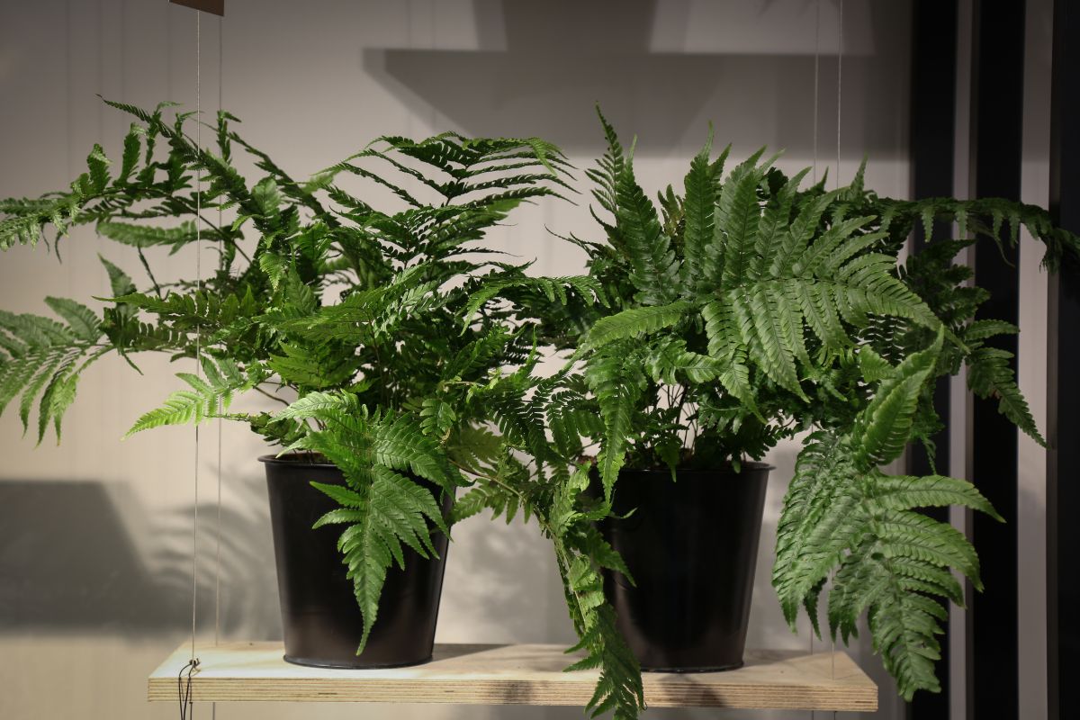 Two ferns in black pots growing indoors.