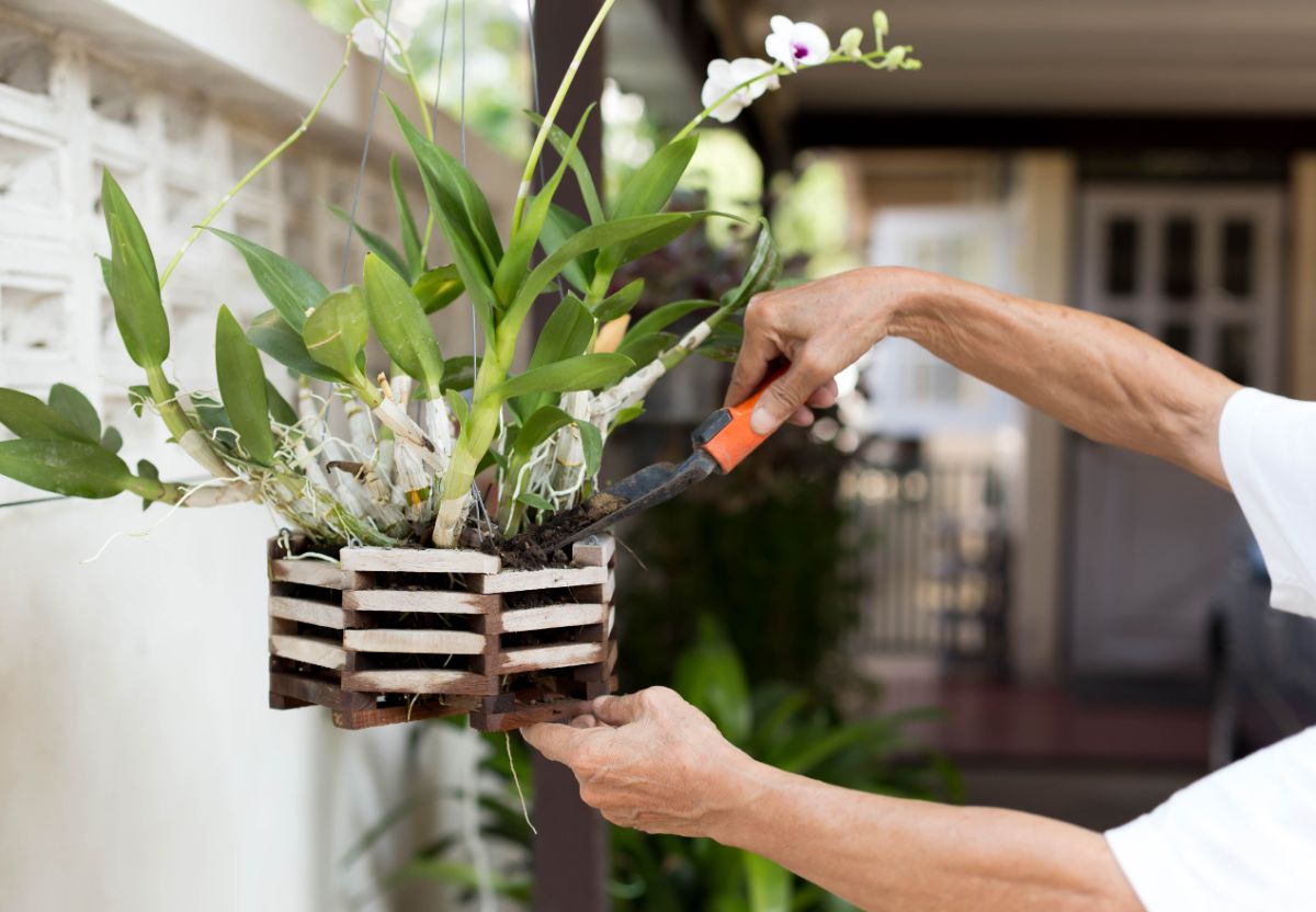 A gardener fertilizes an orchid growing in a hanging pot.