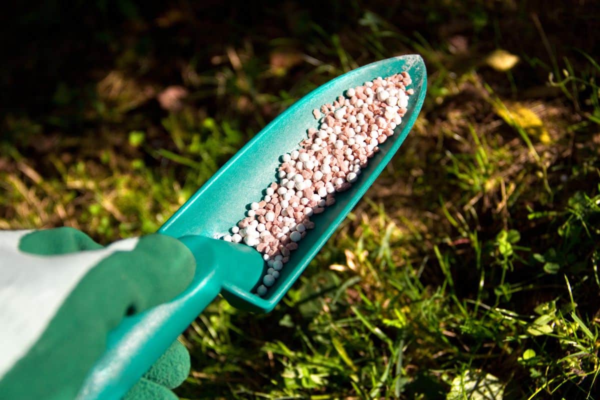 A gardener with a glove holding a small green shovel with a fertilizer.