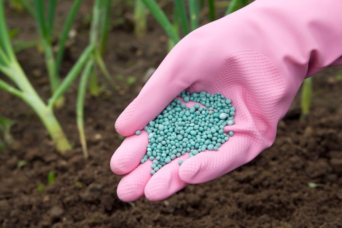 A hand with a pink flower holding fertilizer over fresh soil.