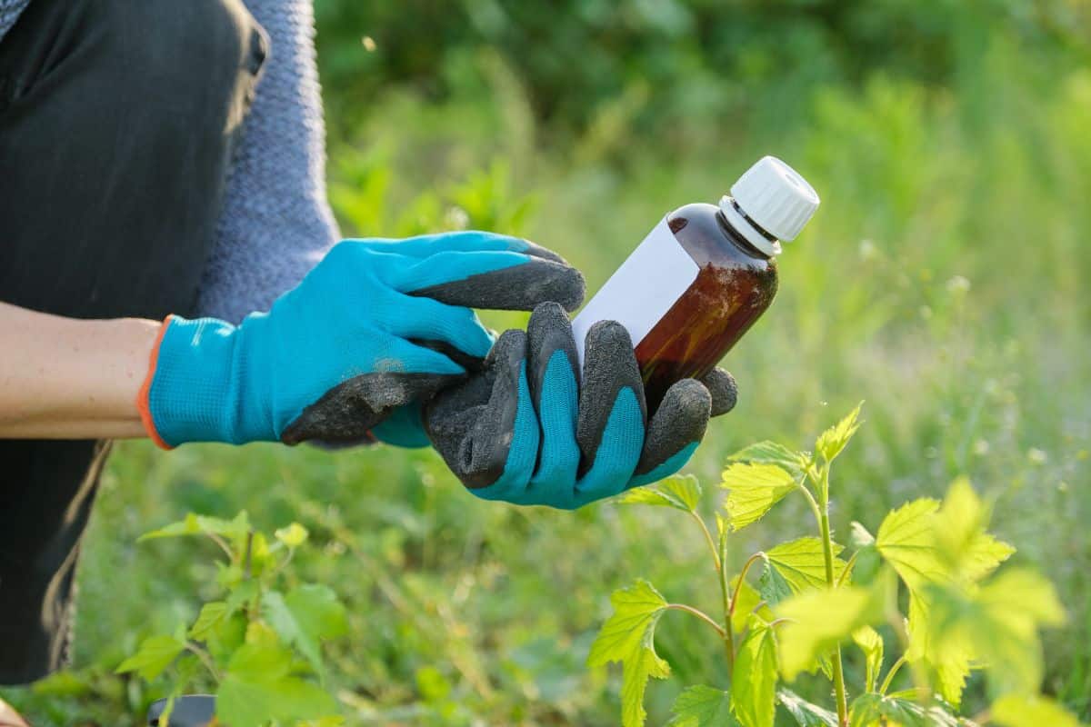 A gardener with gloves holding a fertilizer jar.