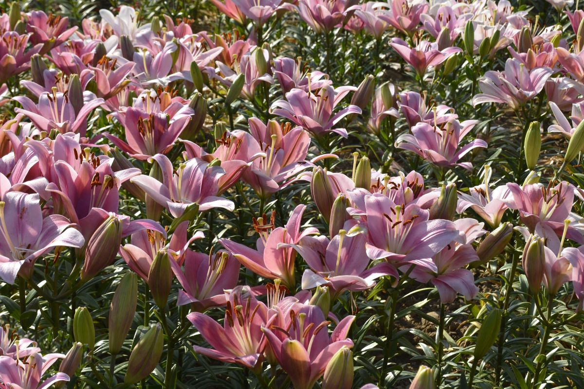 A field of blooming lilies on a sunny day.