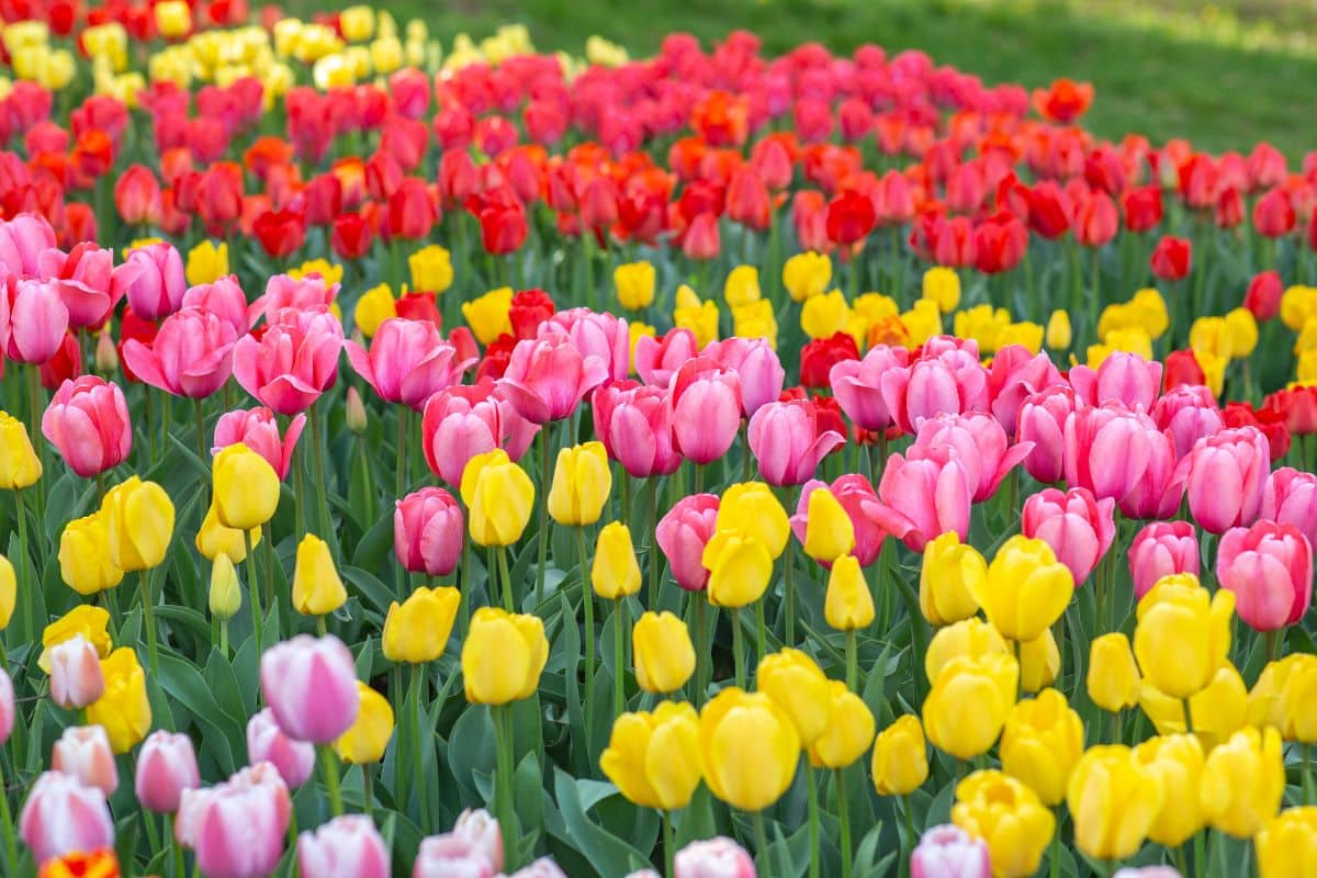 A field of beautiful blooming tulips of different colors.