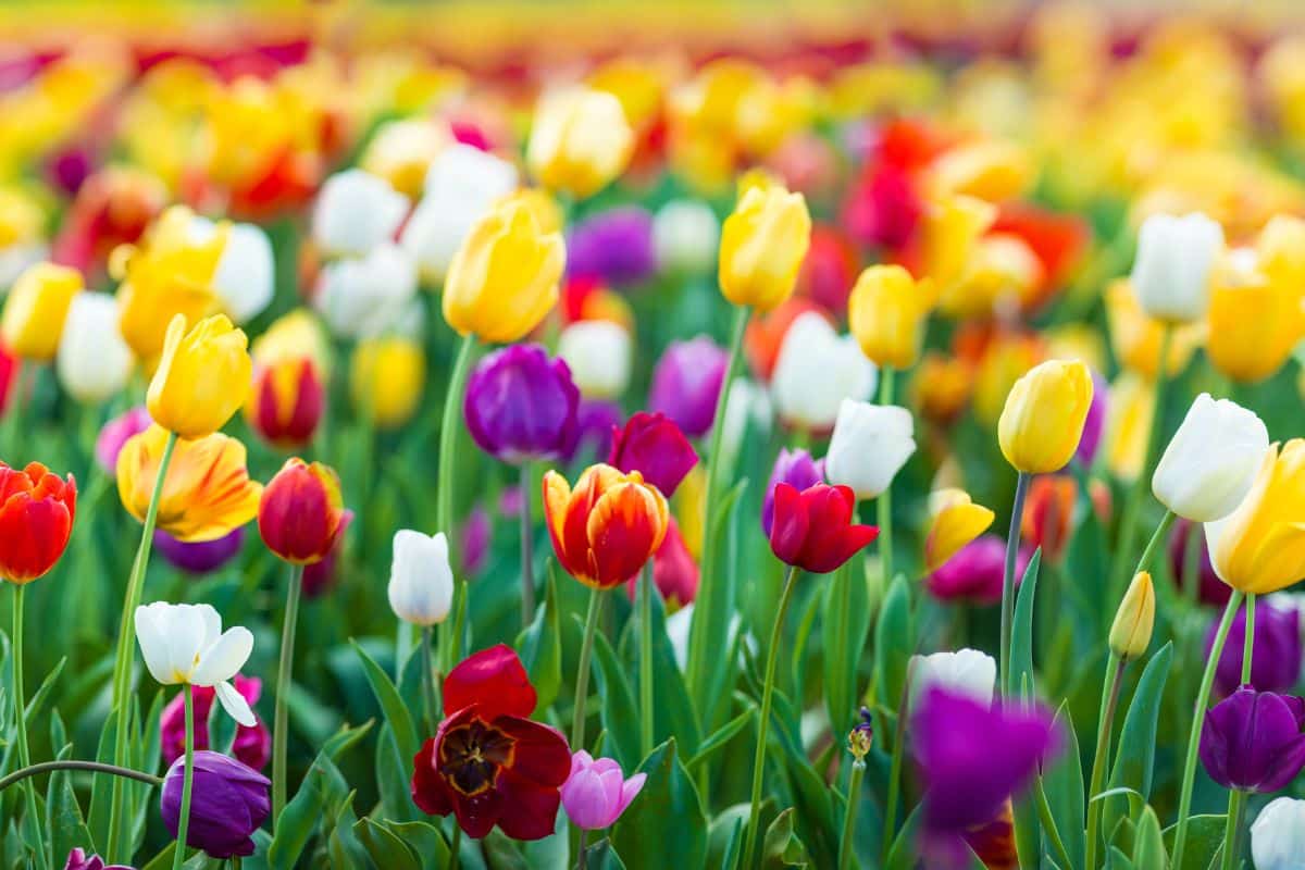 A close-up of beautiful blooming tulips on a field.