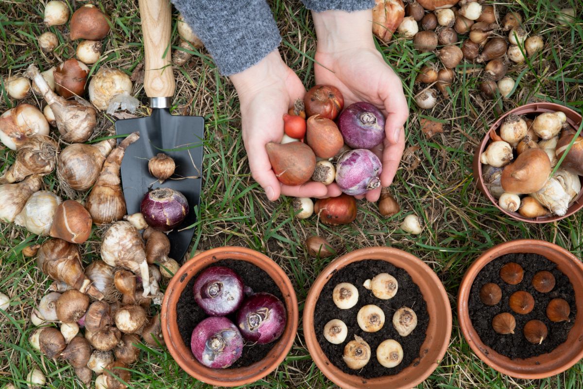 A gardener holding a bunch of different bulbs over planted bulbs in pots.