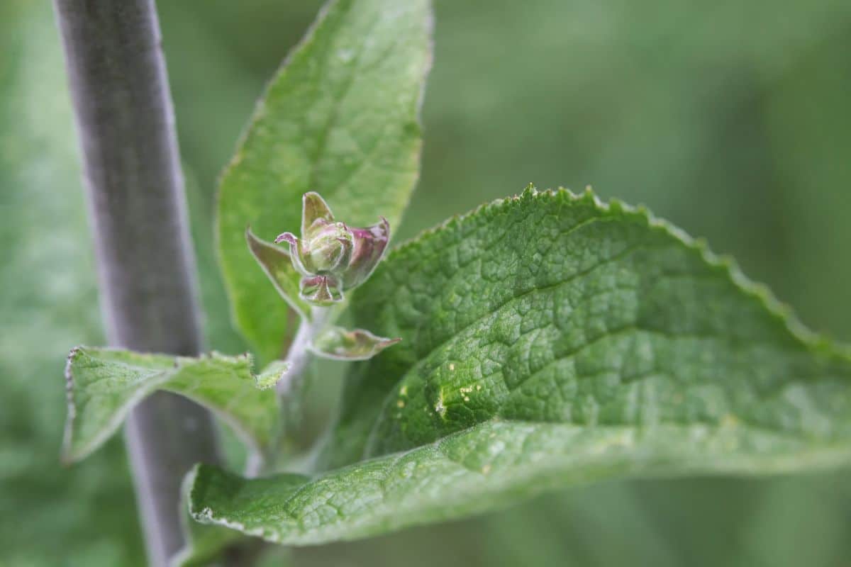 A close-up of foxglove bud.