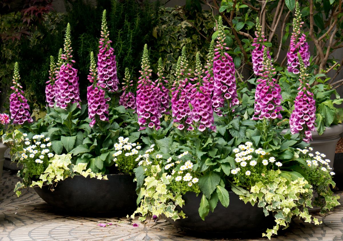 Beautiful vibrant blooming foxgloves growing in big pots.