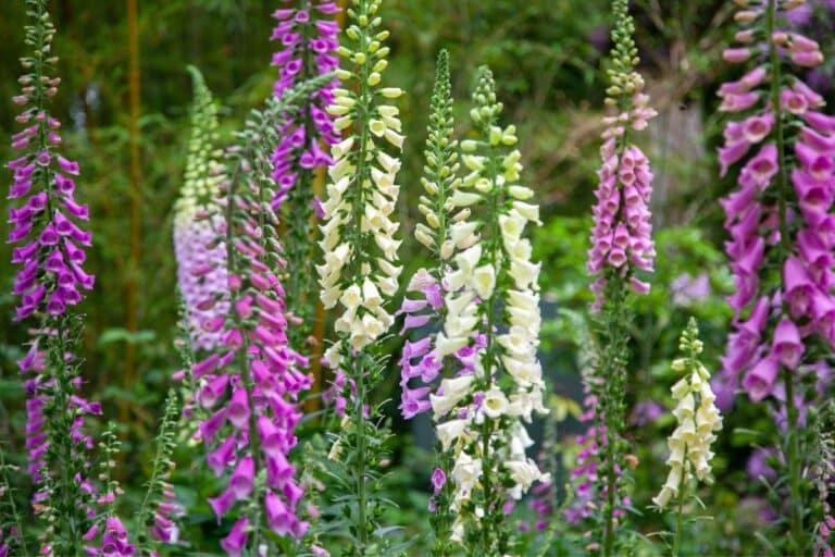 14 Foxglove Gardening Mistakes and Problems + How to Fix Them
