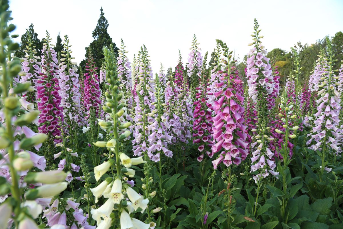 Beautiful blooming foxgloves of different colors in a garden.