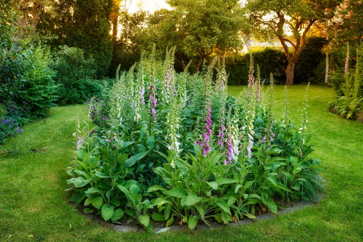 Beautiful blooming foxgloves growing in a middle of a backyard garden.