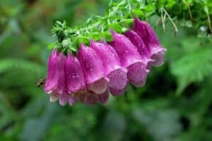 14 Foxglove Gardening Mistakes and Problems + How to Fix Them