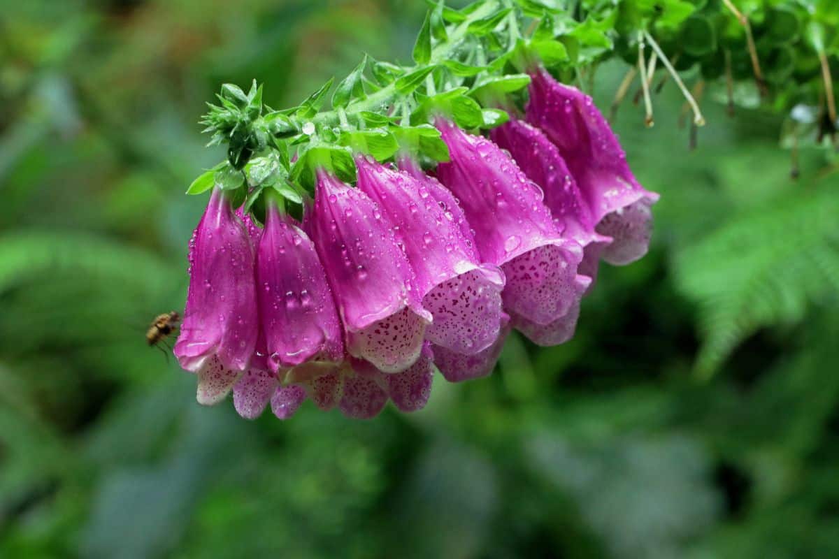 A close-up of vibrant pink blooming foxgloves with drops of water.