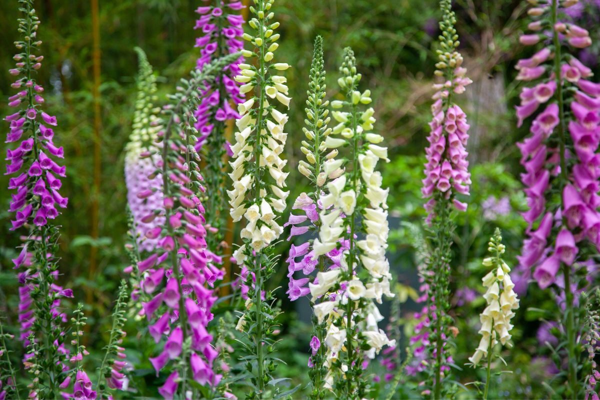 A bunch of beautiful blooming foxgloves of different petal colors.