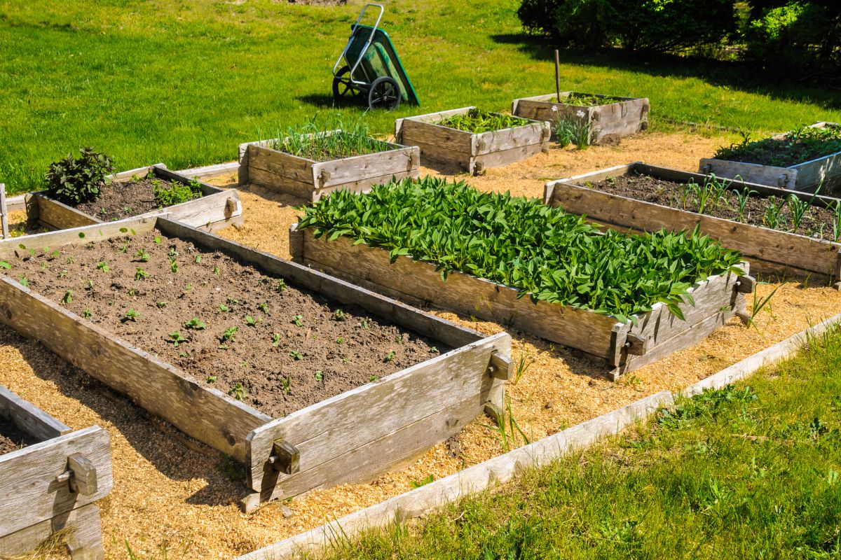 A bunch of different sizes of raised garden beds in a backyard on a sunny day.