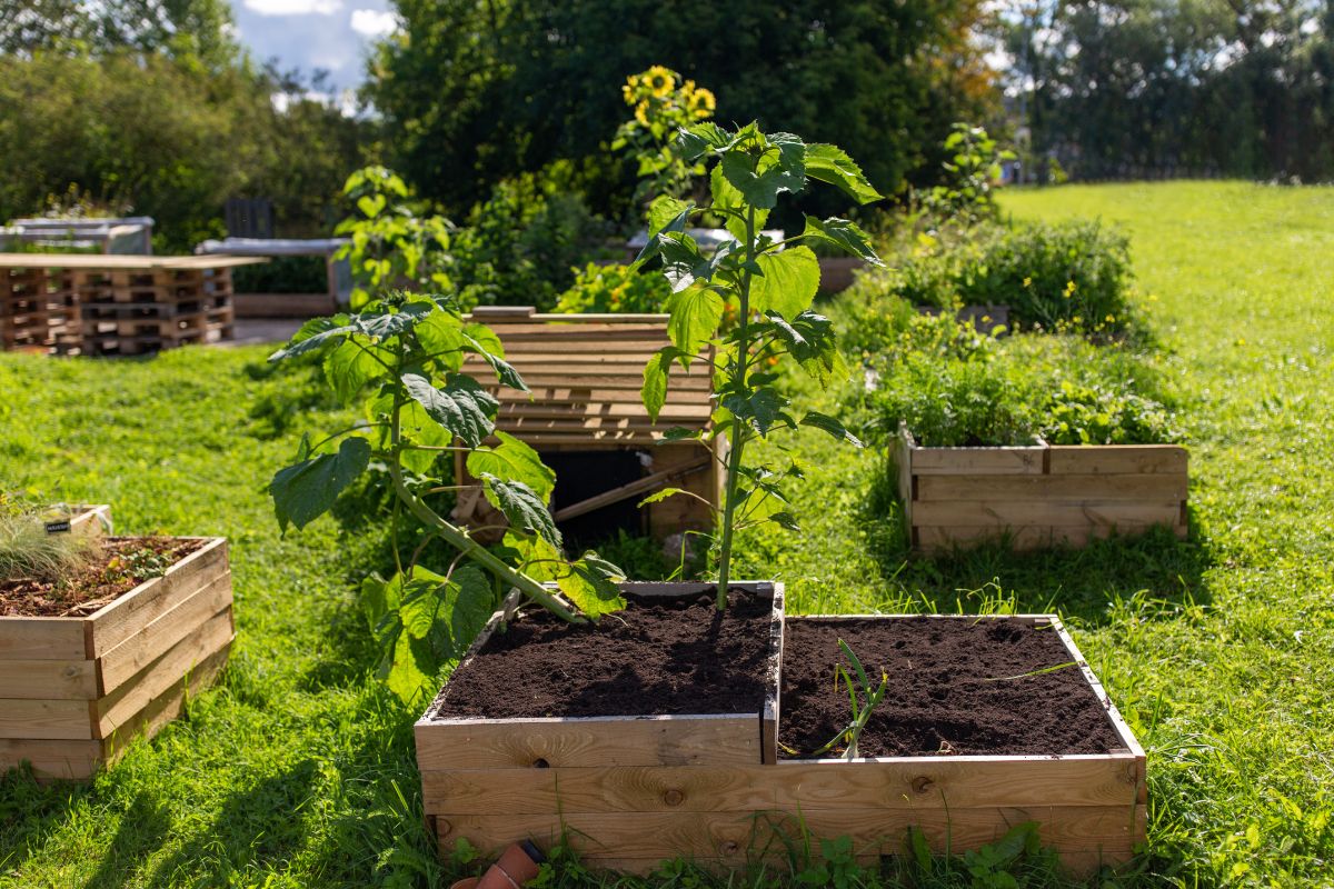 A bunch of garden raised beds in a backyard on a sunny day.