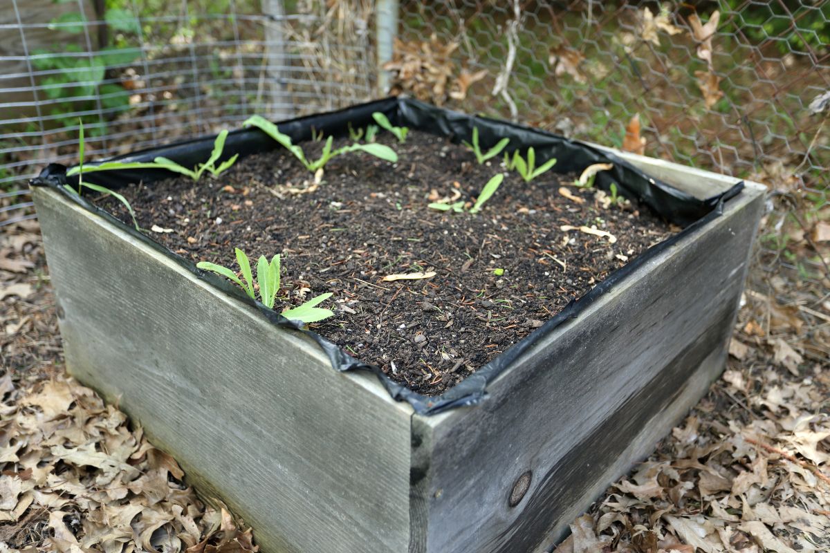 A raised garden bed with mulch and a few plants in a backyard.