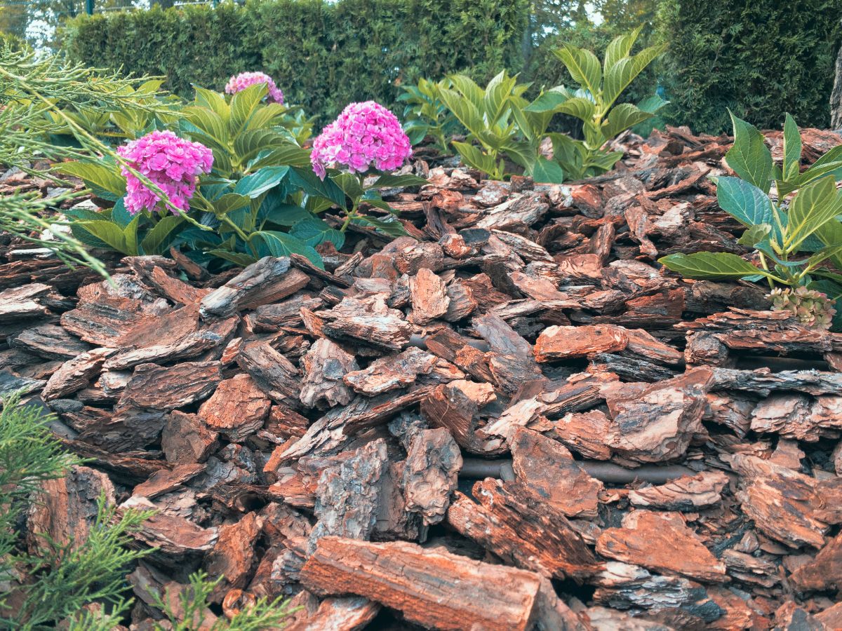 Pink blooming geraniums in a pine bark mulch in a garden