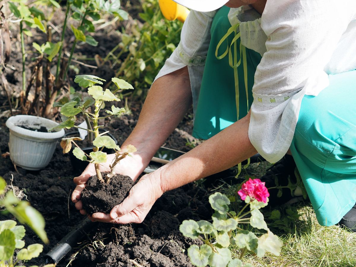 A gardener planting geranium in fresh soil.