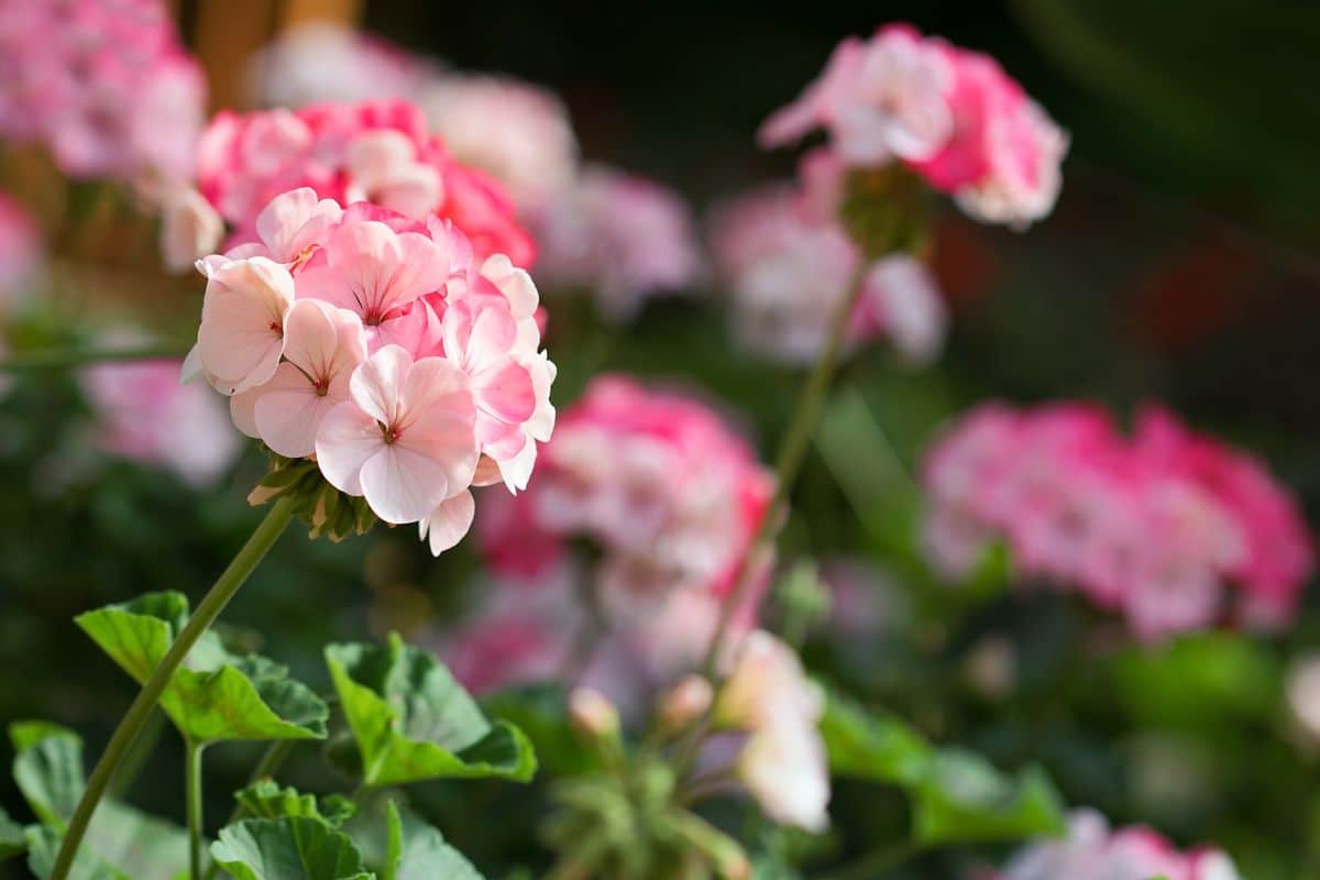 A close-up of beautiful blooming geraniums on a sunny day.