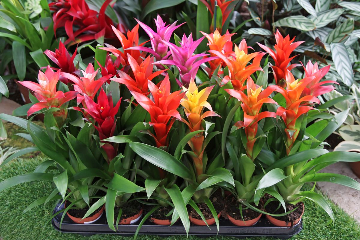 Beautiful blooming Guzmania Lingulata in pots of different colors.