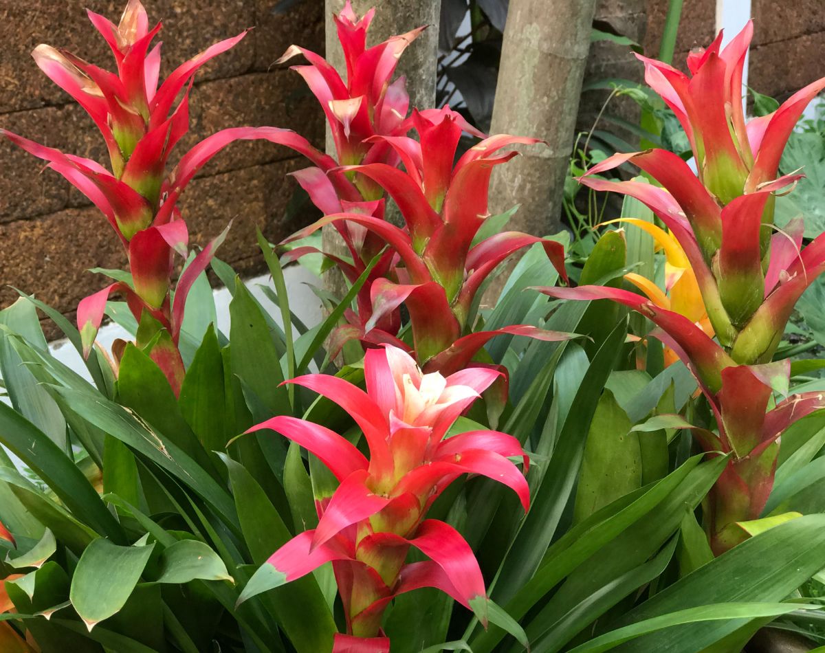 Beautiful blooming flowers of Guzmania Lingulata.