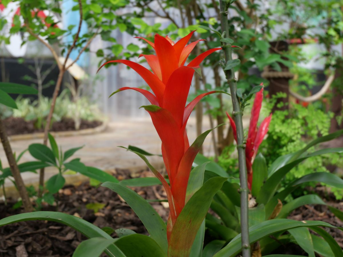 A close-up of red blooming Guzmania Lingulata.