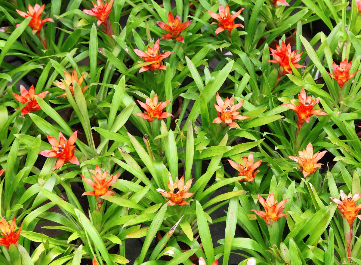 A bunch of red blooming Guzmania Lingulata.